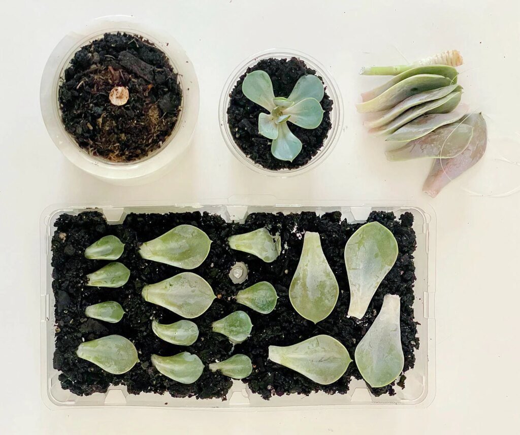 Easy Guide to Propagating Succulents