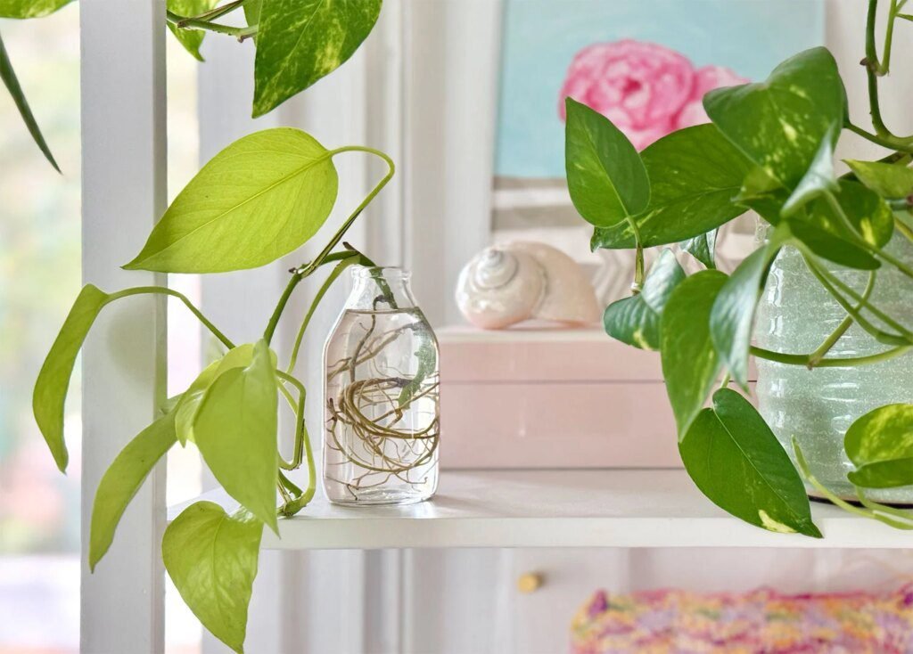 Easy Ways to Multiply Your Pothos Plants